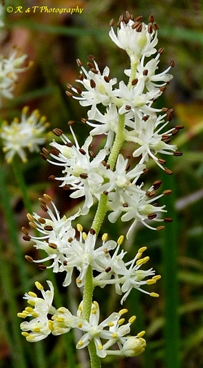 {Triantha racemosa}